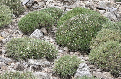 Astragalus_balearicus.7.jpg