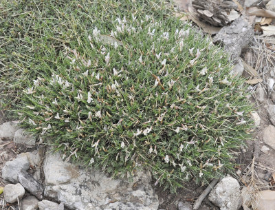 Astragalus_balearicus.8.jpg