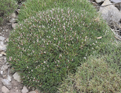 Astragalus_balearicus.9.jpg