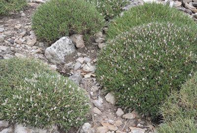 Astragalus_balearicus.10.jpg