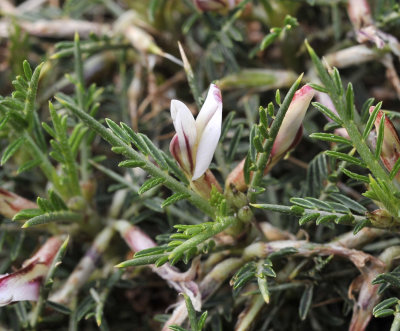 Astragalus_balearicus._Closeup.2.jpg