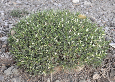 Astragalus_balearicus.White_flowered_form.jpg