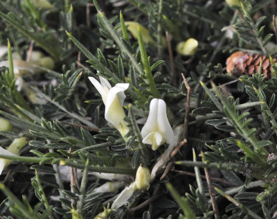 Astragalus_balearicus.White_flowered_form._Closeup_2.jpg