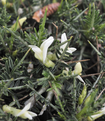 Astragalus_balearicus.White_flowered_form._Closeup.jpg
