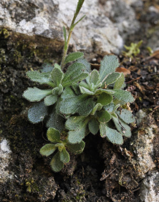 Draba_collina._Foliage.jpg