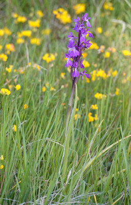 Anacamptis palustris subsp. robusta