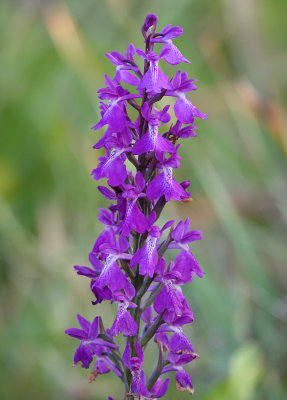 Anacamptis palustris subsp. robusta. Closer.