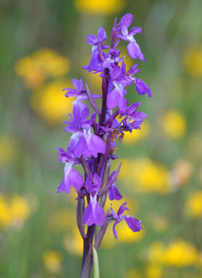 Anacamptis palustris subsp. robusta. Closer.