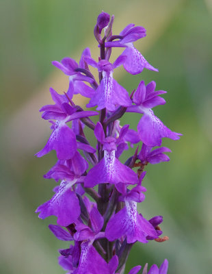 Anacamptis palustris subsp. robusta. Close-up.