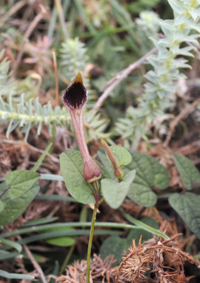 Aristolochia bianorii