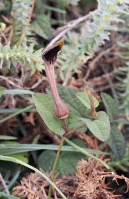 Aristolochia bianorii. Closer.