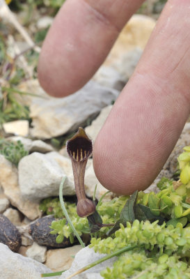 Aristolochia bianorii. With finger.