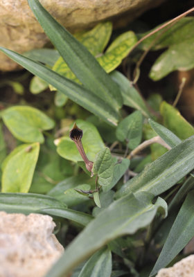 Aristolochia bianorii. Closer.