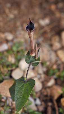 Aristolochia bianorii. Closer.