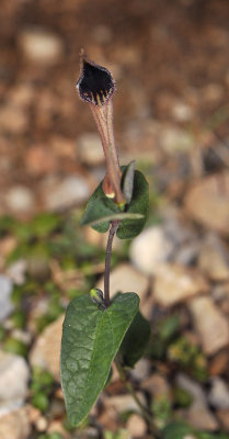 Aristolochia bianorii. Closer.