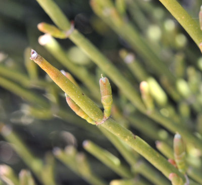 Ephedra fragilis female flowers. Close-up.