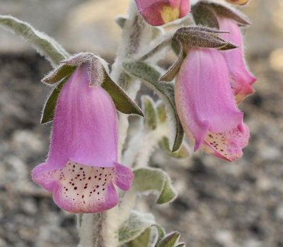 Digitalis minor