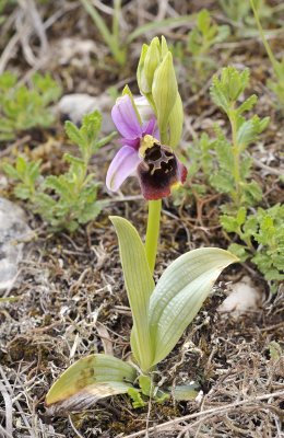 Ophrys_holoserica.2.jpg