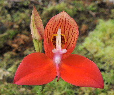 Disa_uniflora._Closer.jpg