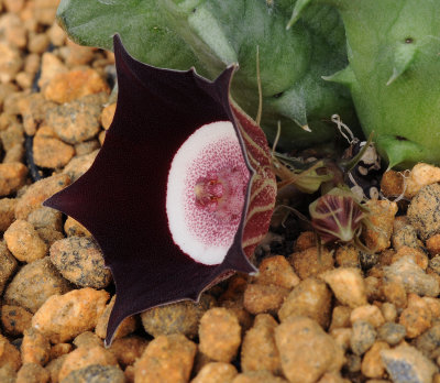 Huernia_oculata._side_2.jpg