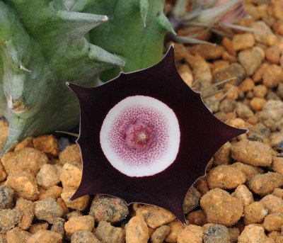 Huernia_oculata._Closer.jpg