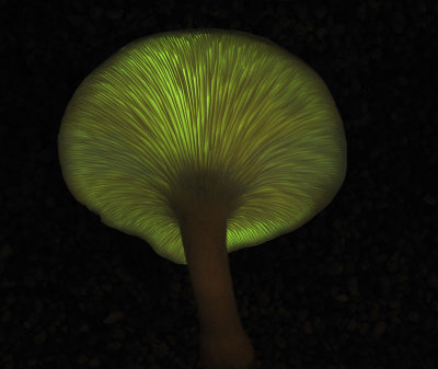 Omphalotus_4.jpg