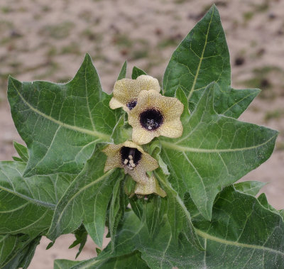 Hyoscyamus_niger._Closer.jpg