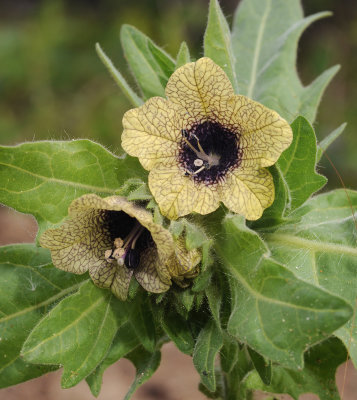 Hyoscyamus_niger._Closeup.jpg