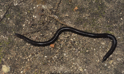 Caecilian