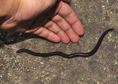 Caecilian