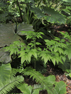 Tacca_leontopetaloides.2.jpg