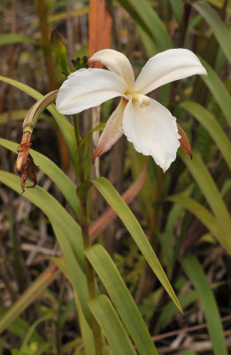 Arundina_graminifolia._Pleloric.jpg