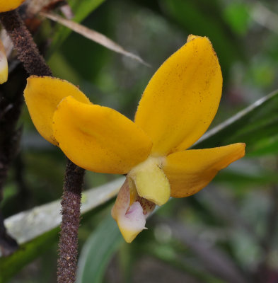 Dimorphorchis_rossii._Basal_flower._Closeup.jpg