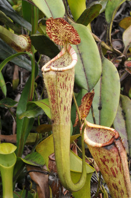 Nepenthes_stenophylla._Upper_pitcher.2.jpg