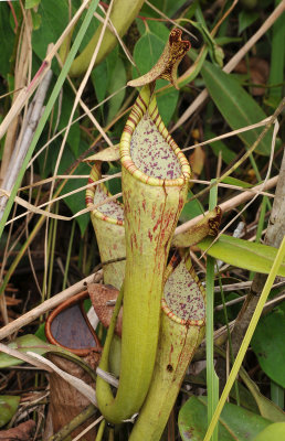 Nepenthes_stenophylla._Upper_pitcher.jpg