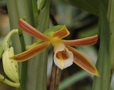 Phaius_reflexipetalus._Closeup.jpg