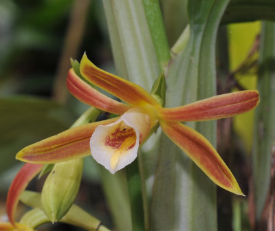 Phaius_reflexipetalus._Closeup.2.jpg