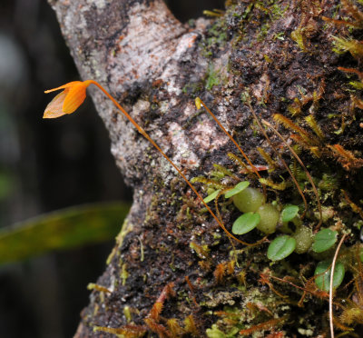 Bulbophyllum_montense.2.jpg