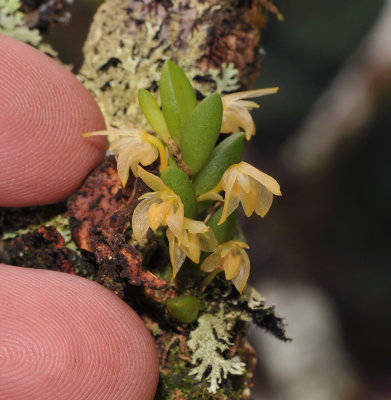 Bulbophyllum_mutabile_var._obesum._With_fingers.jpg