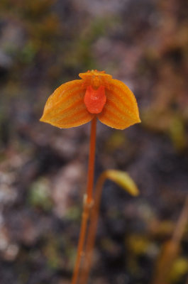 Bulbophyllum_sp._Closeup.jpg