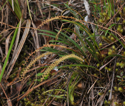 Dendrochilum_sp.jpg