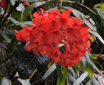 Rhododendron.jpg