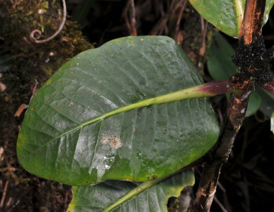 Rhododendron._Leaf.jpg