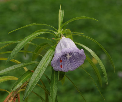 Nesocodon mauritianus