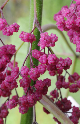 Dendrocnide moroides. Fruits.