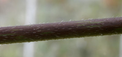 Dendrocnide moroides. Stinging hairs.