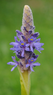 Pontederia cordata. Closer.