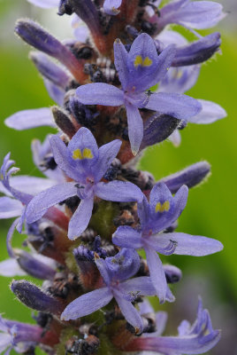 Pontederia cordata. Close-up.