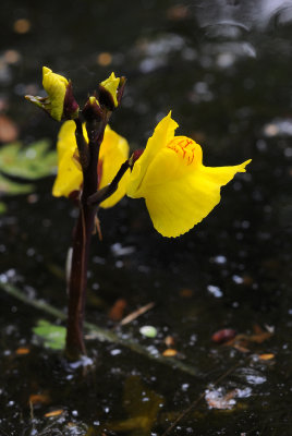 Utricularia vulgaris. Close-up.