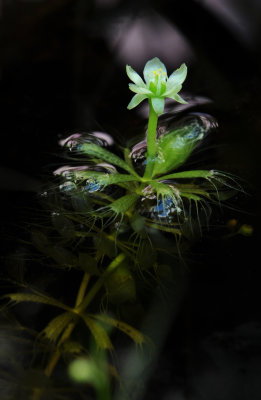 Aldrovanda vesiculosa. Closer.